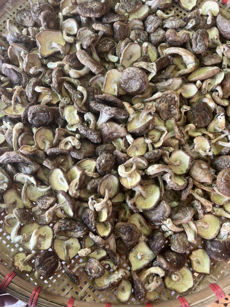 带脚薄菇香信菇香味十足