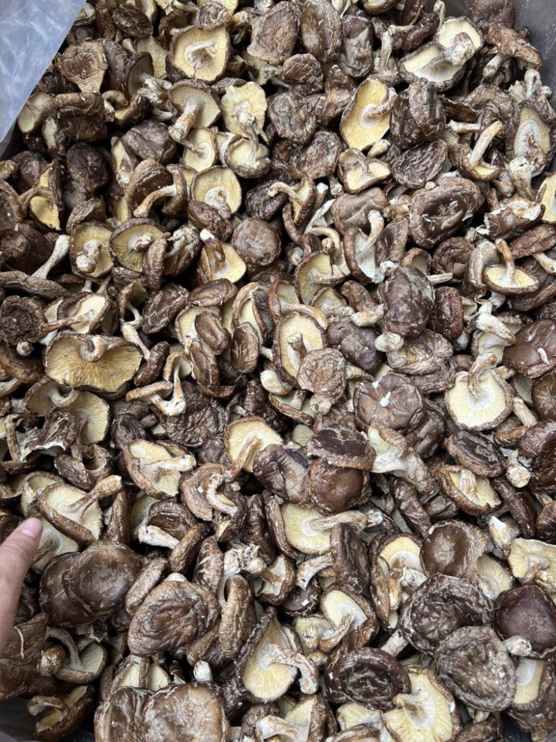带脚薄菇香信菇香味十足