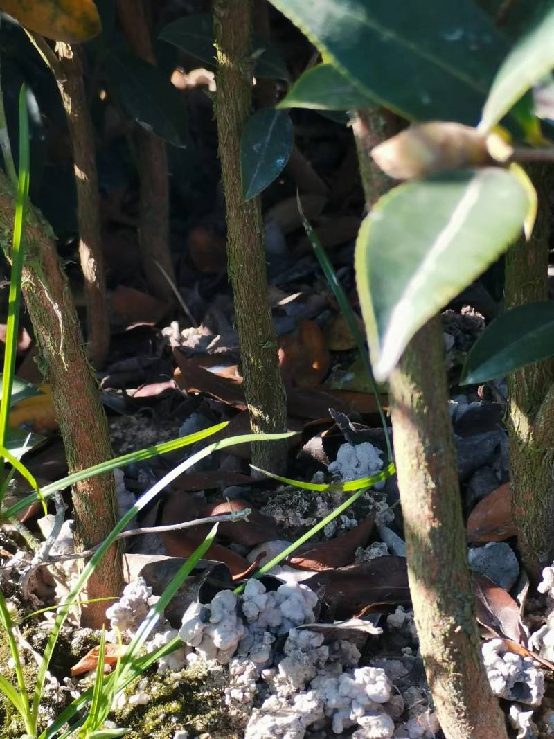 湘林油茶苗25cm以上2年苗/小杯苗/茶油苗/全国发货