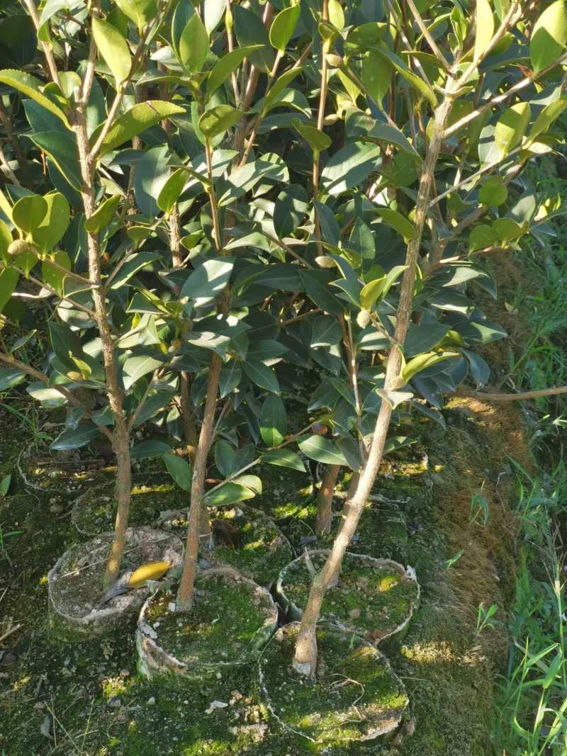 湘林油茶苗25cm以上2年苗/小杯苗/茶油苗/全国发货