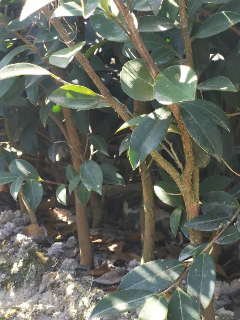 湘林油茶苗/实生苗/直生苗/整车发货/全国供应批发