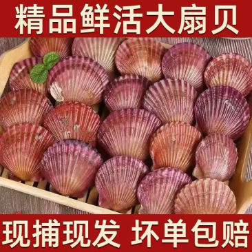 小红贝港湾贝常年供应批发市场
