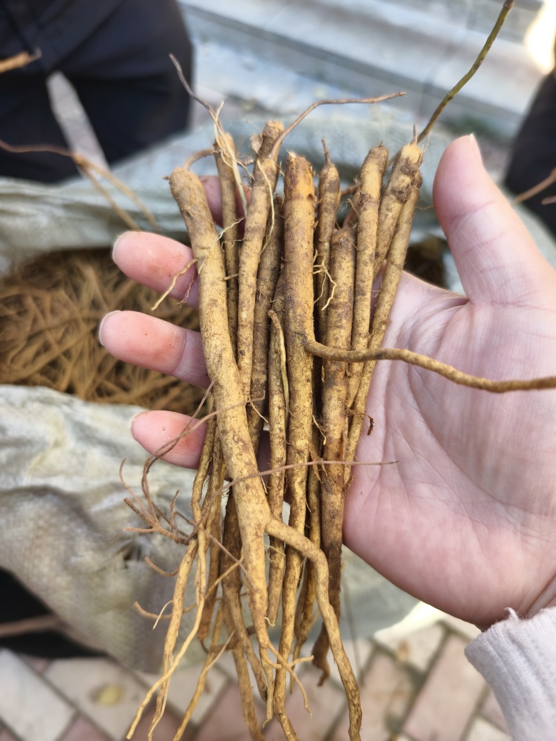 黄芩苗优质黄芩苗基地发货提供种植技术回收产品
