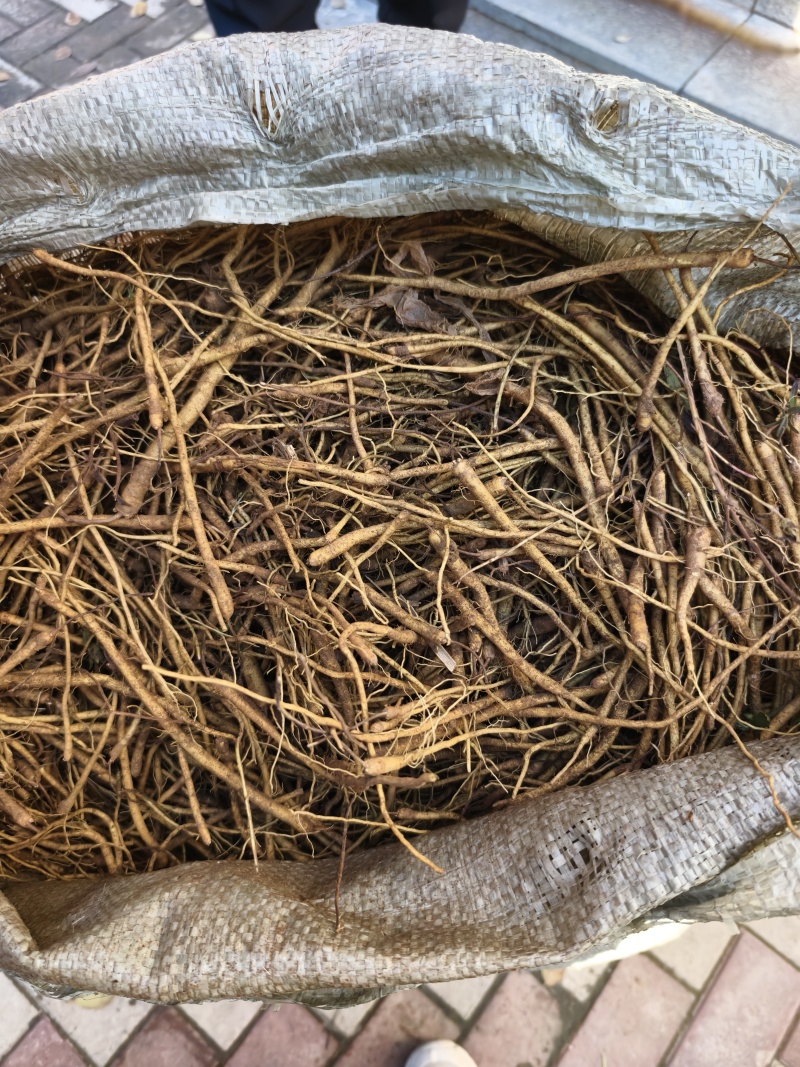 黄芩苗优质黄芩苗基地发货提供种植技术回收产品