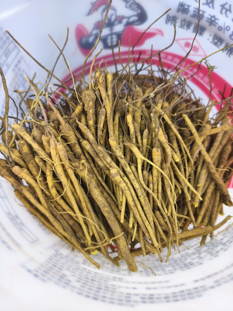 黄芩苗优质黄芩苗基地发货提供种植技术回收产品