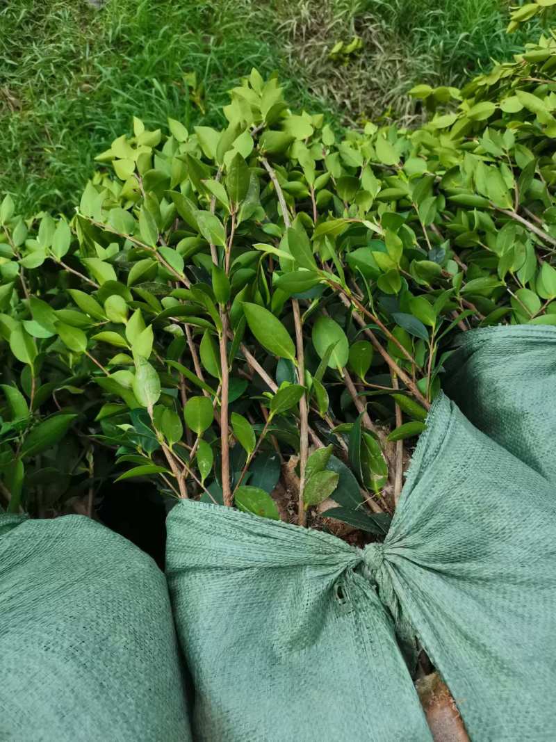 【裸根苗】油茶苗25起步/茶油苗/湖南发货/湘林/长林