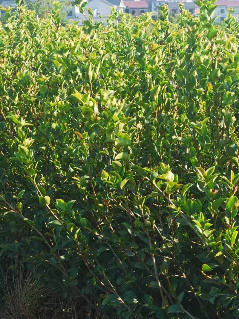【裸根苗】油茶苗25起步/茶油苗/湖南发货/湘林/长林