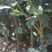 【裸根苗】油茶苗25起步/茶油苗/湖南发货/湘林/长林