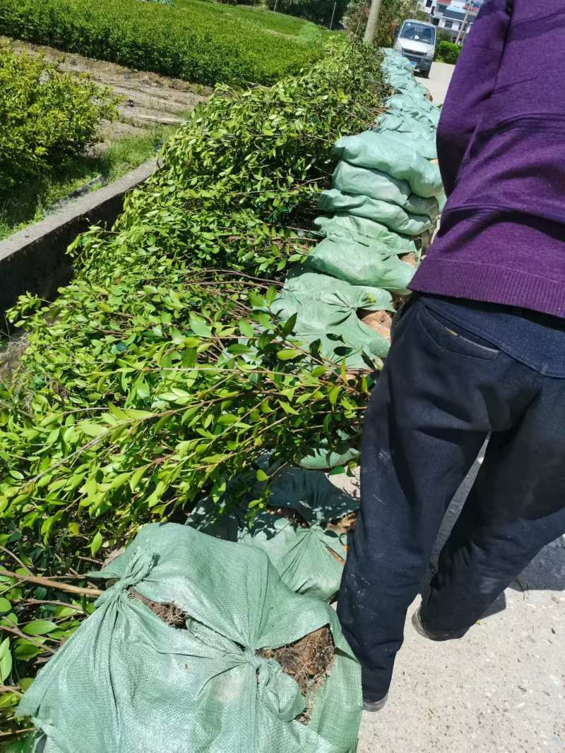 【裸根苗】油茶苗25起步/茶油苗/湖南发货/湘林/长林