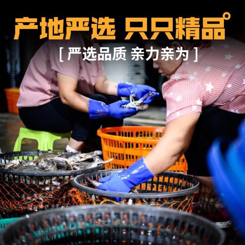 江苏鲜活梭子蟹螃蟹冷冻梭子蟹批发