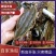 江苏鲜活梭子蟹螃蟹冷冻梭子蟹批发