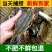 江苏鲜活梭子蟹螃蟹冷冻梭子蟹批发