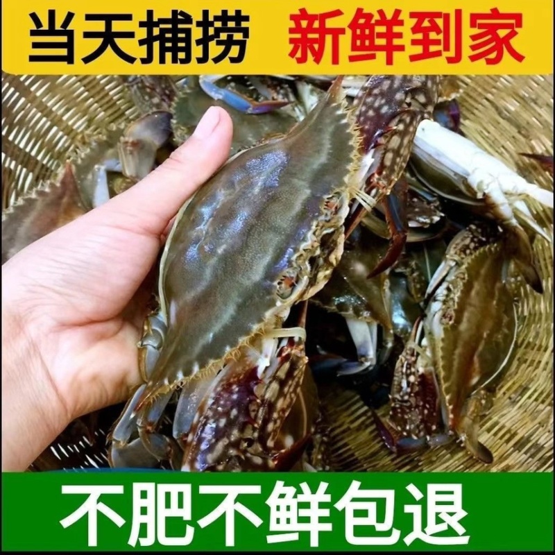 江苏鲜活梭子蟹螃蟹冷冻梭子蟹批发
