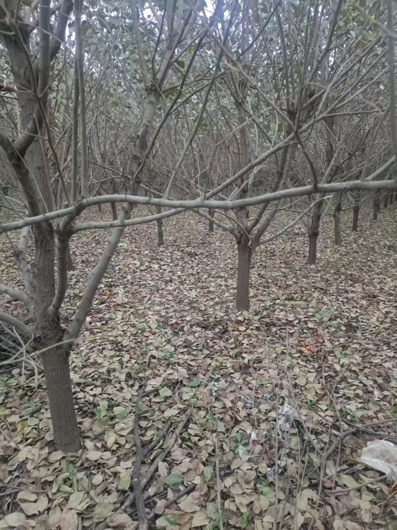 咖啡柿子树甜柿子