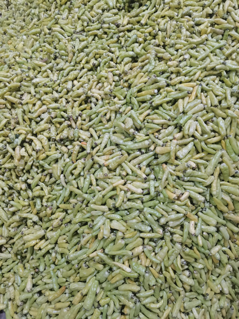 《美人椒》海花红/产地直发/大量上市/供应电商，市场商超