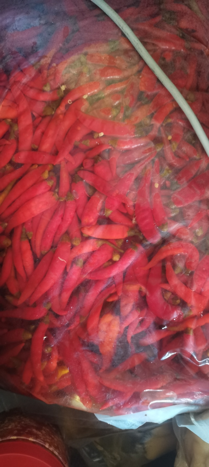《美人椒》海花红/产地直发/大量上市/供应电商，市场商超