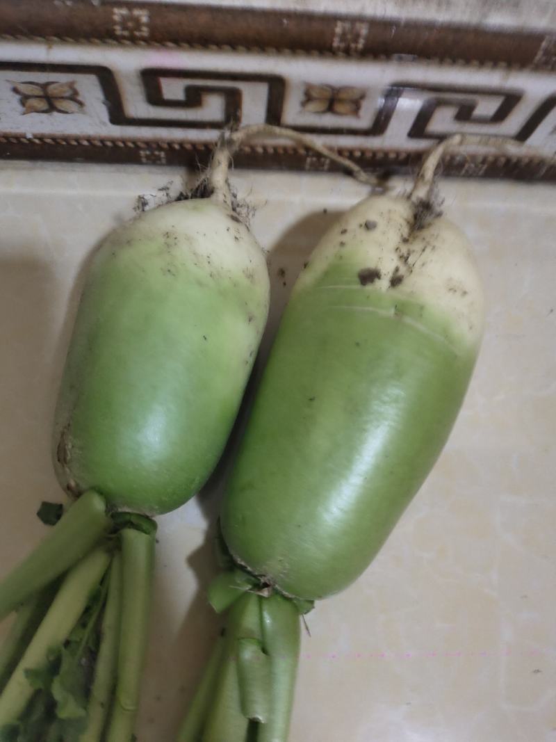 白萝卜