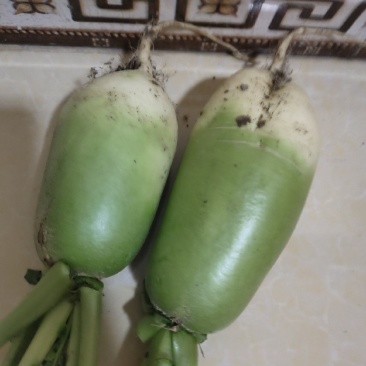 白萝卜