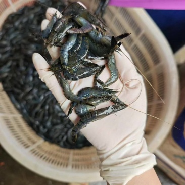 小斑节虾，非常漂亮，要的赶紧找我批发零售