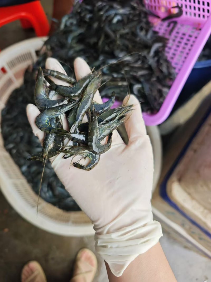 小斑节虾，非常漂亮，要的赶紧找我批发零售
