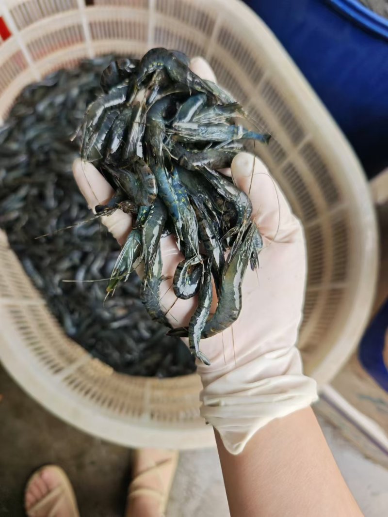 小斑节虾，非常漂亮，要的赶紧找我批发零售