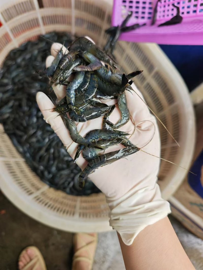 小斑节虾，非常漂亮，要的赶紧找我批发零售