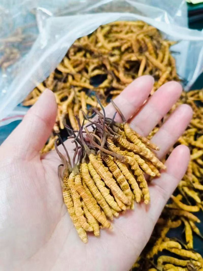 正宗西藏那曲纯野生冬虫夏草，货源充足，根根精选，个个精品