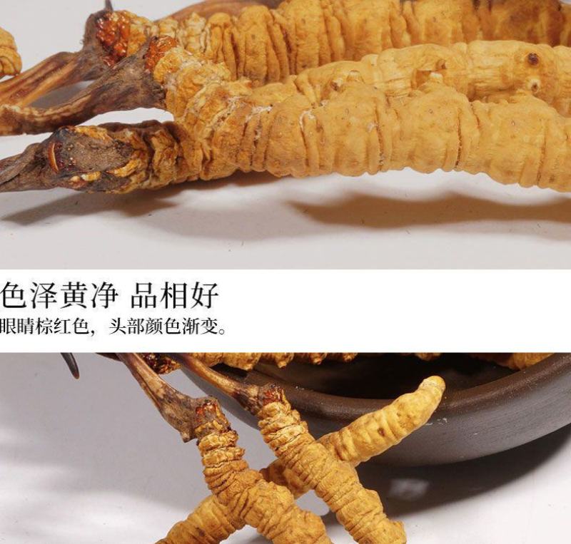正宗西藏那曲纯野生冬虫夏草，货源充足，根根精选，个个精品
