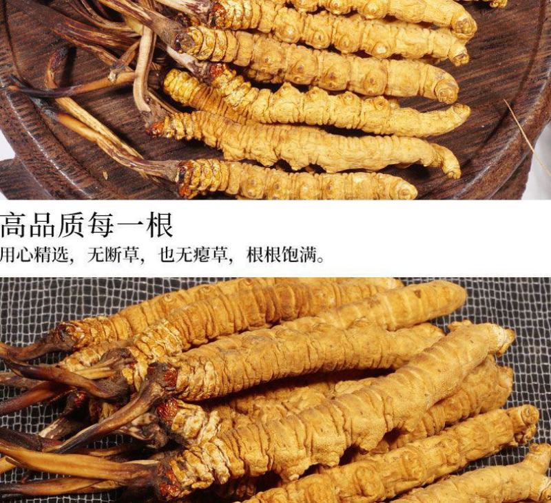 正宗西藏那曲纯野生冬虫夏草，货源充足，根根精选，个个精品