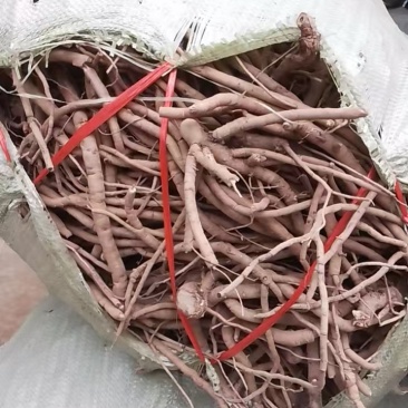 牡丹根