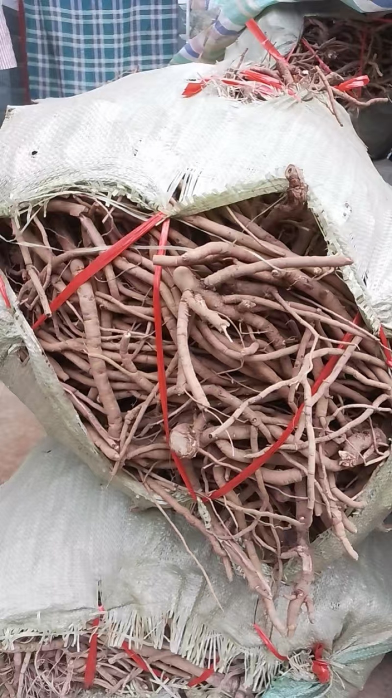 牡丹根