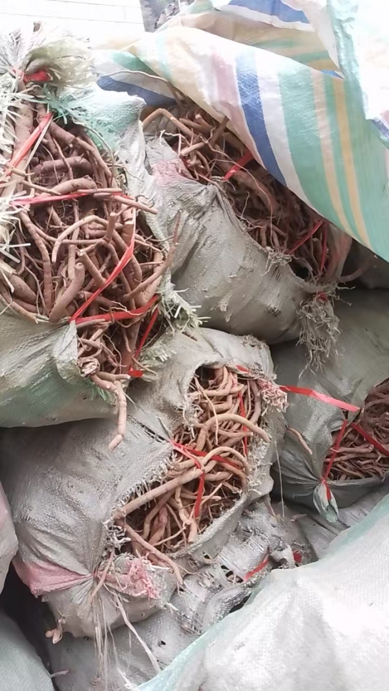 牡丹根