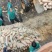 【蜜本南瓜】河南南瓜基地大量现货供应欢迎来电咨询