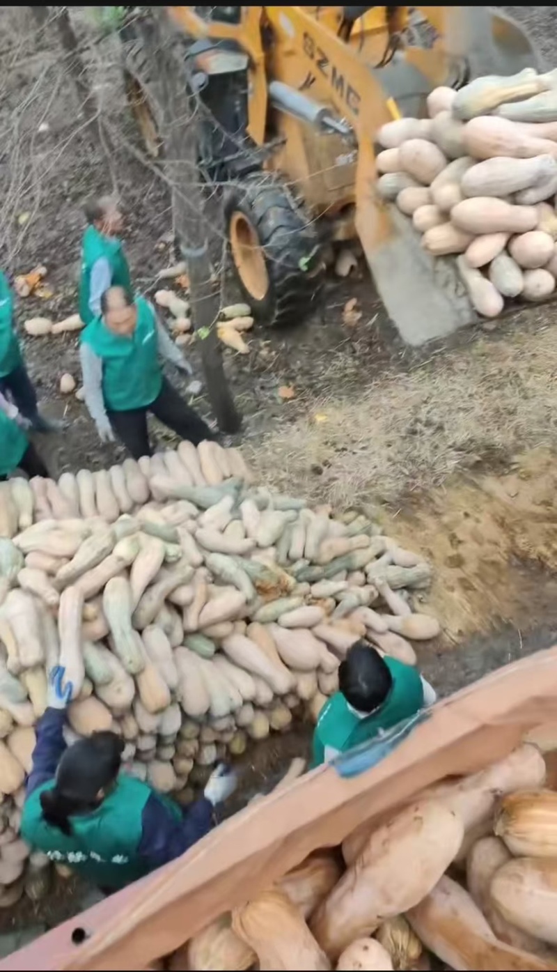 【蜜本南瓜】河南南瓜基地大量现货供应欢迎来电咨询