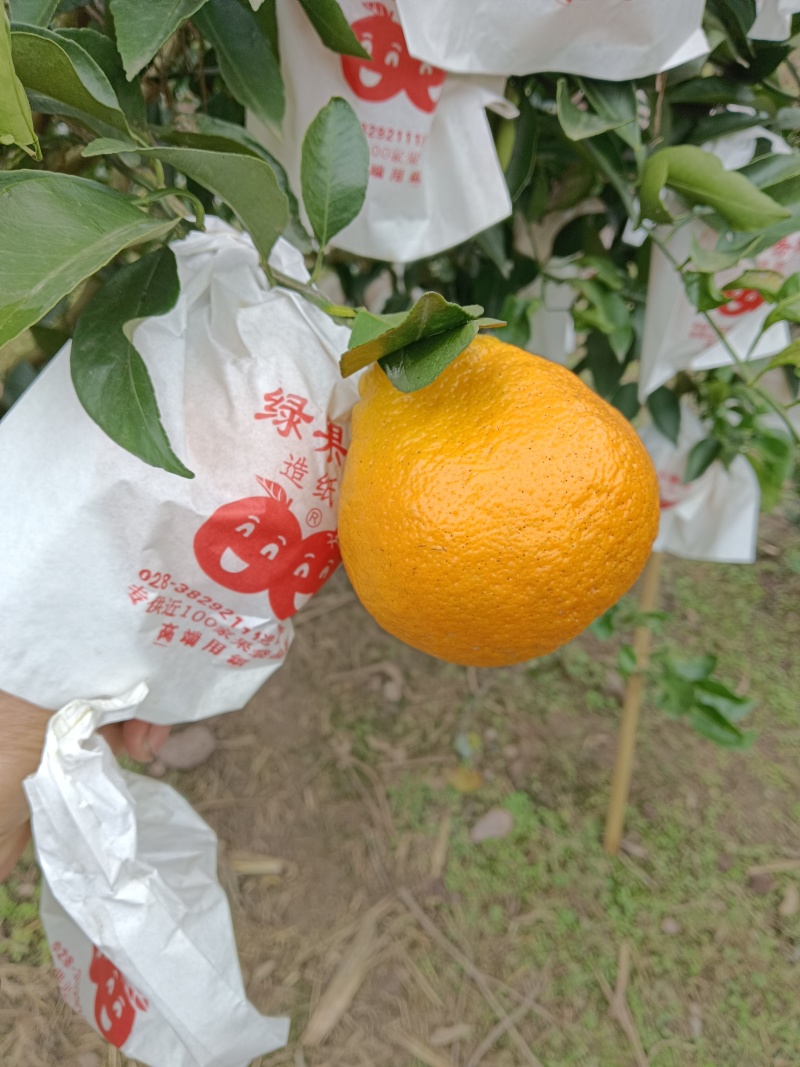 荣县留佳碰柑