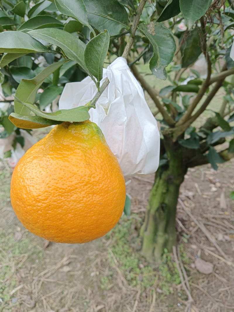 荣县留佳碰柑