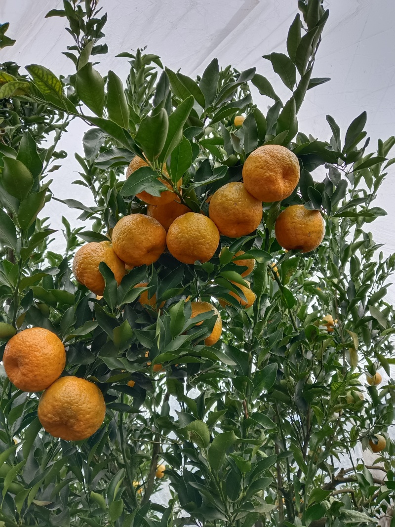 荣县留佳碰柑
