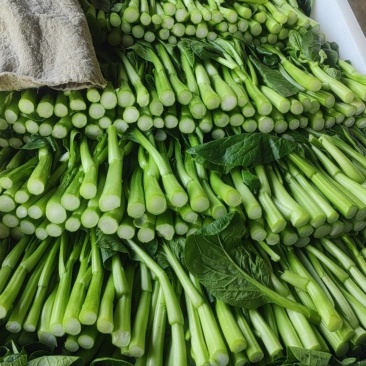 广东本地甜菜心，大量上市，全国发货，可视频看货