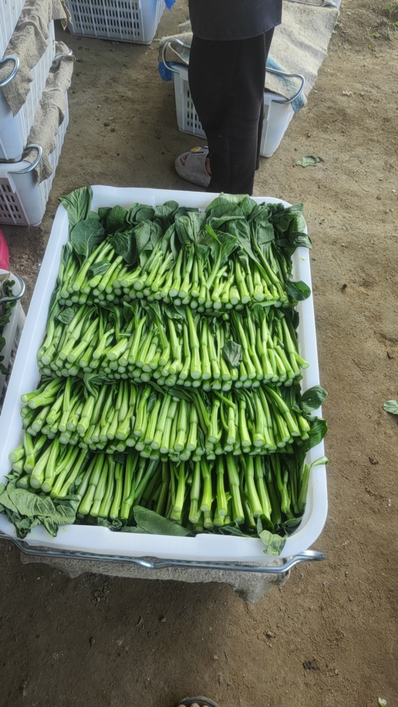 广东本地甜菜心，大量上市，全国发货，可视频看货