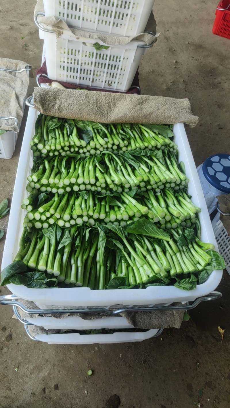 广东本地甜菜心，大量上市，全国发货，可视频看货