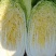 大娃菜