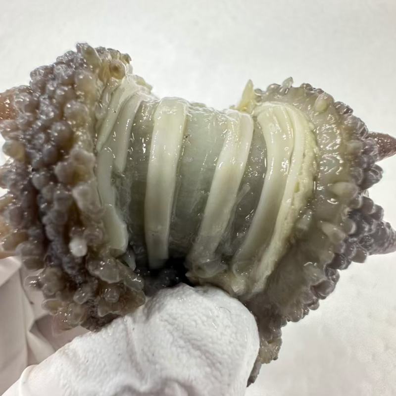 即食海参