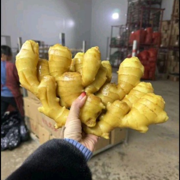 【精品大黄姜—坏烂包赔】（精品沙土姜-水洗姜-风干姜）