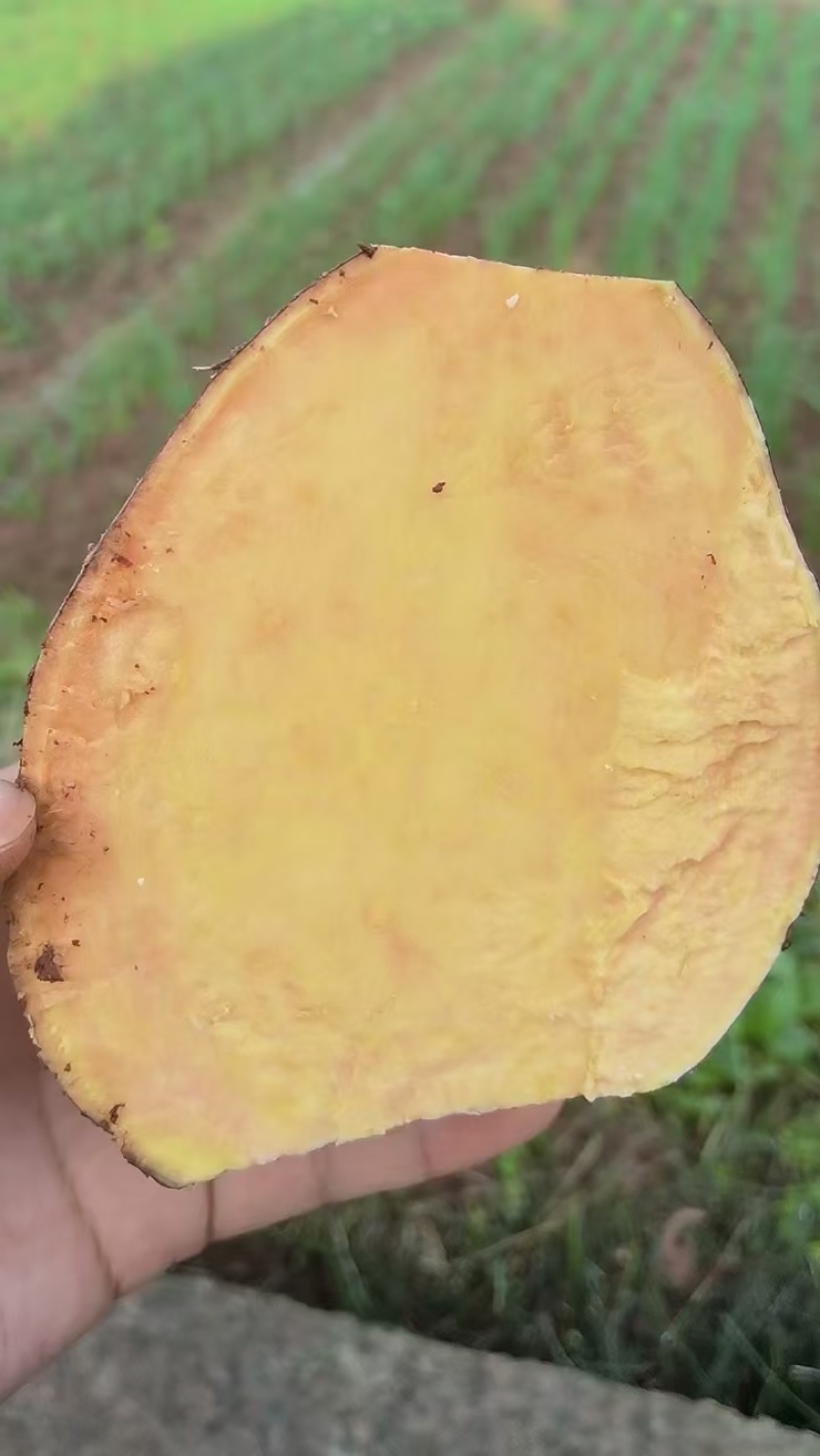 红苏八