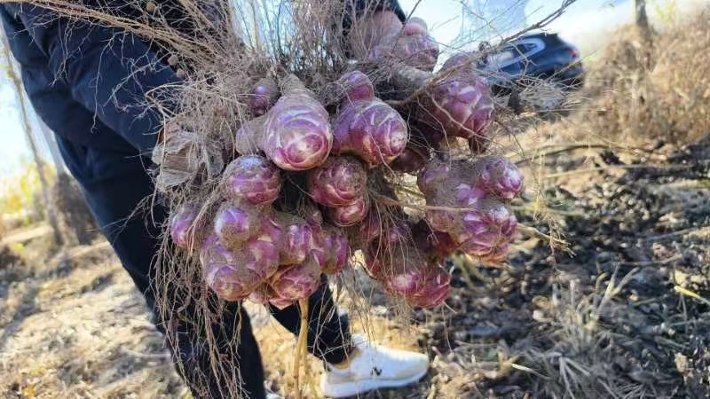 洋姜现货