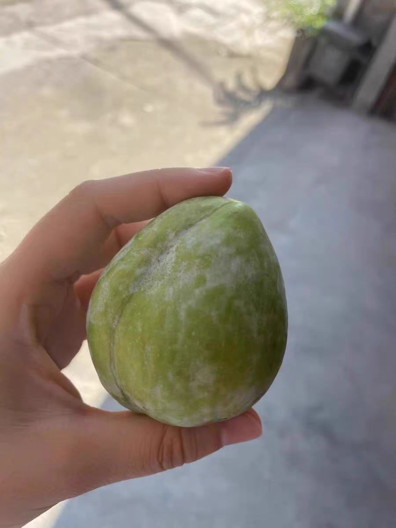 【一件代发】广西甜心奈李脆甜多汁！电商货一件代发