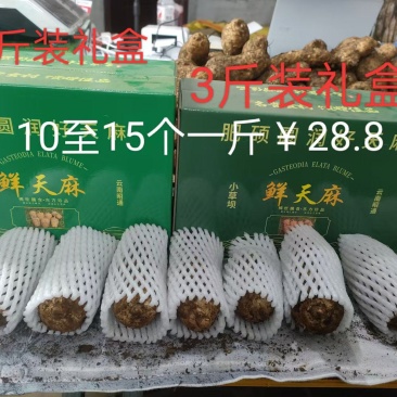 云南昭通天麻，小草坝天麻，昭通乌天麻，天麻，乌天麻。