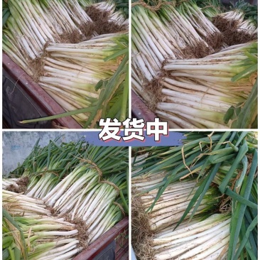 长白大葱
