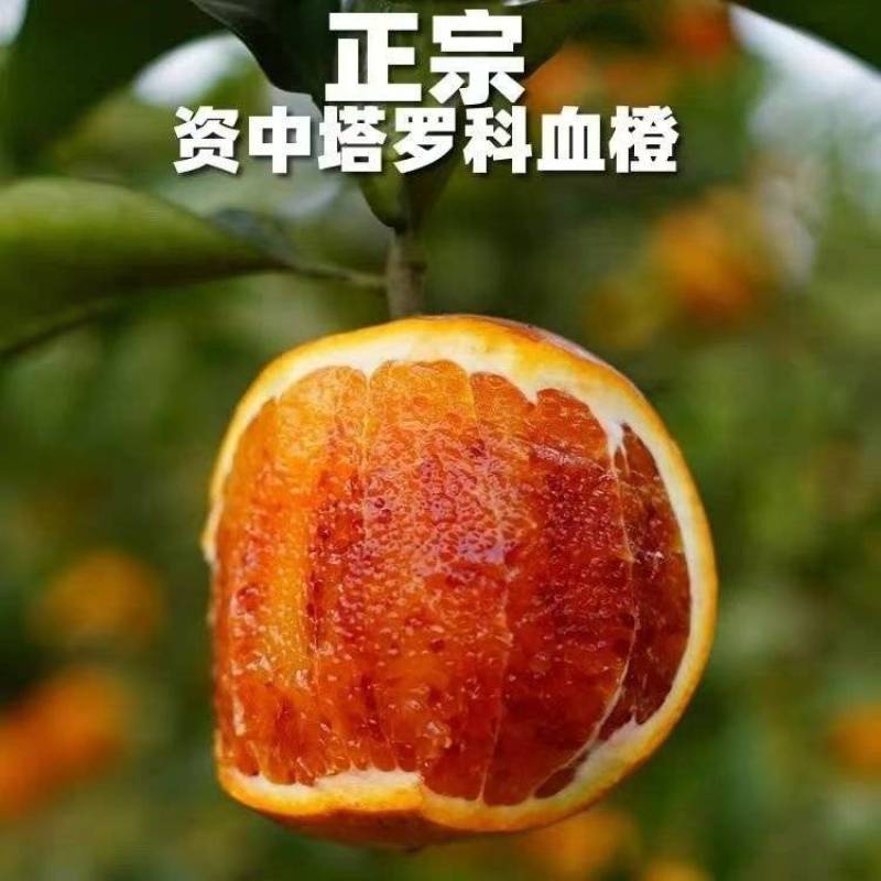 正宗塔罗科血橙，自家种植，量大***********
