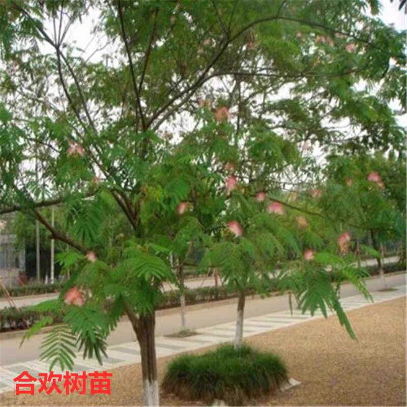合欢树苗合欢苗庭院盆栽合欢树苗绿化工程
